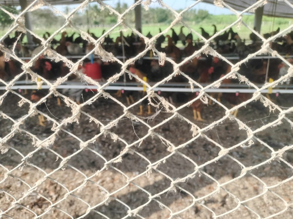 Poultry Farm Meshes